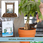 Money Tree Soil (4 Quarts), Potting Mix for Planting/Repotting Pachira Aquatica, All-Natural Custom Soil Blend