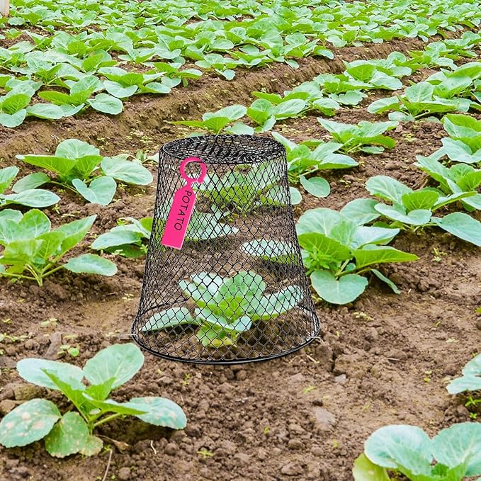 10 Pcs Garden Chicken Wire Plant Covers, 11x11Inch Metal Wire Garden Cloches Chicken Wire Cloche Plant Protector Heavy Duty Garden Plant Cloche for Keeping Bunnies Chicken Squirrels Birds Other Out