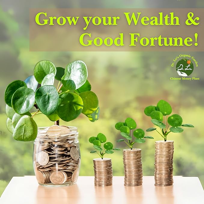 Dr. Lu’s Organic Chinese Money Plant (Pilea Peperomioides) | Rooted Friendship/UFO Plant | Rare House Plants for Good Fortune | Live Plants in 6'' Nursery Pot