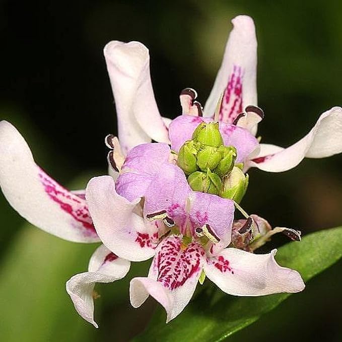 Chalily Water Willow, a Great Live Pond Plant for Your Water Garden. Filters The koi and Goldfish Pond. Good for Bogs, Plant Shelf or Shallow Water This marginal Aquatic is a Real Beauty
