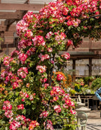 Fragrant Rose Plant Live Bush Shrub or Climbing, Old-Fashioned Roses Summer Rebloomer in 2.5 Inch Pot, Lanscape Rose Plant (Assorted) (Fourth of July)
