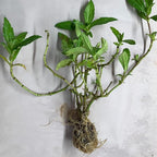 Chalily Water Zinnia, a Great Live Pond Plant for Your Water Garden. Filters The koi and Goldfish Pond. Good for Bogs, Plant Shelf or Shallow Water This marginal Aquatic is a Real Beauty
