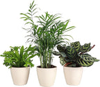 Thorsen's Greenhouse Live Pet Friendly Indoor Houseplants, Live Plants, Safe for Pets, 4" Diameter Pot, 3-Pack (Natural)