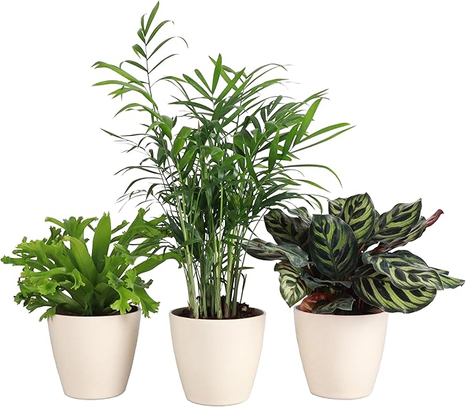 Thorsen's Greenhouse Live Pet Friendly Indoor Houseplants, Live Plants, Safe for Pets, 4" Diameter Pot, 3-Pack (Natural)