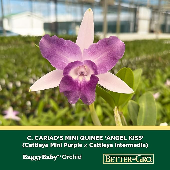 Better-Gro Cattleya Cariad's Mini Quinee 'Angel Kiss', 4" Live Plant, Blooms in 6-12 Months with Proper Care, White & Blue Petals with Blue Lip, Hand-Selected by Master Growers