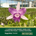 Better-Gro Cattleya Cariad's Mini Quinee 'Angel Kiss', 4" Live Plant, Blooms in 6-12 Months with Proper Care, White & Blue Petals with Blue Lip, Hand-Selected by Master Growers