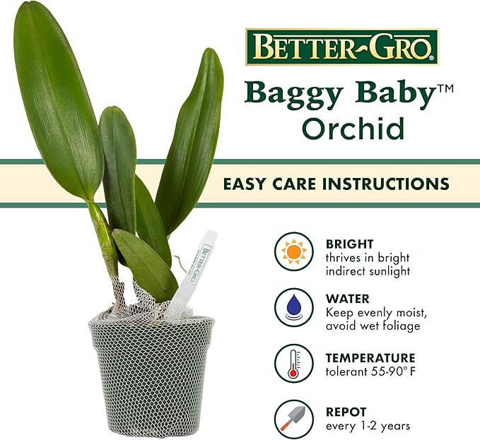 Better-Gro Cattleya Hybrid RLC. Nakornchaisri Red, 4" Live Plant, Blooms in 6-12 Months with Proper Care, Deep red Petals with deep red Ruffled Lip, Hand-Selected by Master Growers