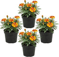 Live Flowering Marigold - Durango Bolero (4 Per Pack), Beautiful Spring Color, 8" Tall by 4" Wide in 1 Pt Pot