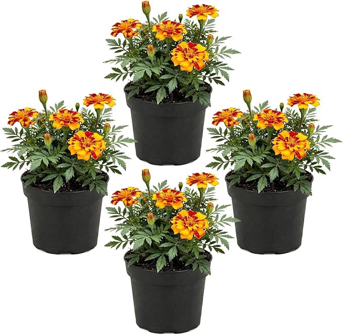 Live Flowering Marigold - Durango Bolero (4 Per Pack), Beautiful Spring Color, 8" Tall by 4" Wide in 1 Pt Pot