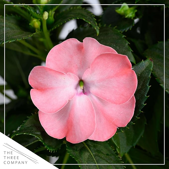 Live Flowering New Guinea Impatiens - Salmon (3 Plants Per Pack), Beautiful Shade Flowers, 12" Tall by 5" Wide in 1 Qt Pot