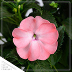 Live Flowering New Guinea Impatiens - Salmon (2 Plants Per Pack), Beautiful Shade Flowers, 12" Tall by 5" Wide in 1 Qt Pot