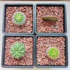 YISZM Red Horticultural Lava Rocks for Plants, 2lb Succulents Cactus Bonsai Soil Volcanic Rocks for Aquarium Outdoor Decorative Stones for Craft Projects, Vase Fillers