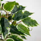 GnFlus Fake Plant 15.7” Artificial Plants Indoor Small Ficus Potted Plants Silk Plants Faux Topiary Plant for Home Bathroom Bedroom Dining Room Kitchen Window Shelf Desk Centerpieces Tabletop Decor