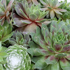 Altman Plants Non-Toxic Live Sempervivum Succulent Plant Gift in 8" Decorative Pot, Real Succulents to Grow, Easy Care Hens and Chicks, Hardy & Low-Maintenance Gift for Gardeners, Popular Houseplants