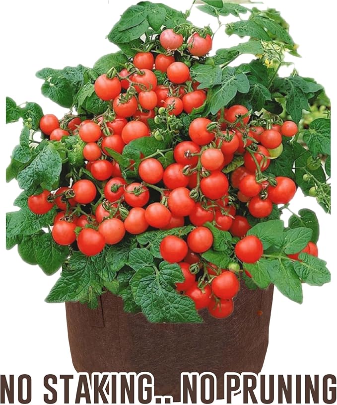 MAUI MIKE'S - Indoor Cherry Tomato Seed Grow Kit- Jiffy 7's Starter Soil Wafers - 5 Gallon Soft Pot Grow Bag- Step by Step Instructions - Grows Indoors or Outdoors - Non GMO Seeds- Makes a Great Gift.