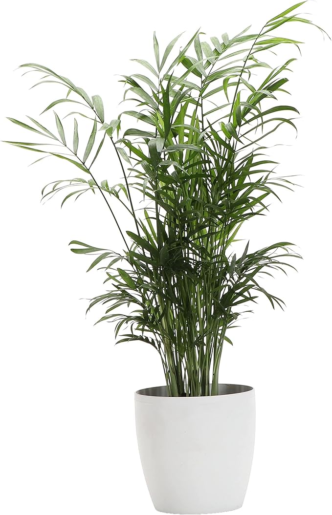 Thorsen's Greenhouse Parlor Palm Plant, Live Indoor Plant, Neanthe Bella Palm, Natural Air Purifier, Easy to Grow, Pet Safe Plant, 4-inch Diameter Pot (White)