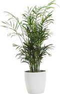 Thorsen's Greenhouse Parlor Palm Plant, Live Indoor Plant, Neanthe Bella Palm, Natural Air Purifier, Easy to Grow, Pet Safe Plant, 4-inch Diameter Pot (White)