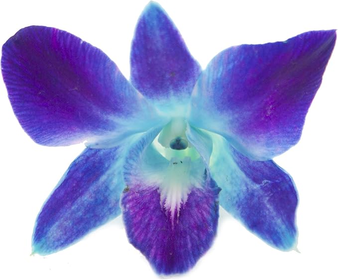 KaBloom - Exotic Blue Sapphire Orchid Bouquet of 20 Fresh Blue Orchids - Fresh Flowers for Birthday, Valentine's & Mother's Day