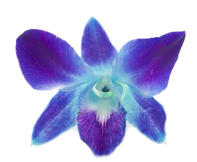KaBloom - Exotic Blue Sapphire Orchid Bouquet of 20 Fresh Blue Dendrobium Orchids with Vase - Fresh Flowers for Birthday, Valentine's & Mother's Day