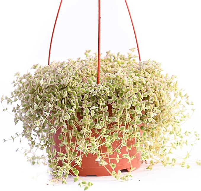 Live Hanging Succulent Plants – Vining Succulent Collection- Fully Rooted Large 6-Inch Hanging Succulent (String of Pearls) (Crassula Pellucida)