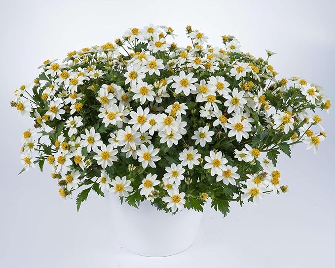 RedCrocus White Delight Bidens- Bright White Summer Blooms for Borders & Containers, Pollinator Attracting, Low Maintenance, Pet Safe, Deciduous Garden Plant 4.5" Pot (Pack of 5)