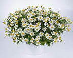 RedCrocus White Delight Bidens- Bright White Summer Blooms for Borders & Containers, Pollinator Attracting, Low Maintenance, Pet Safe, Deciduous Garden Plant 4.5" Pot (Pack of 5)