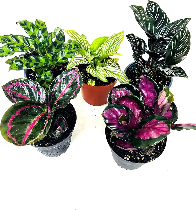 JM BAMBOO Calathea Party of 2 Live Plants 'Unique by JMBamboo'