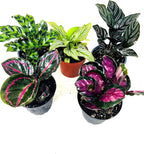 JM BAMBOO Calathea Party of 2 Live Plants 'Unique by JMBamboo'