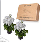 Live Flowering Zonal Geraniums - White (2 Plants Per Pack) - Beautiful Spring Flowers - 12" Tall by 5" Wide in 1 Qt Pot