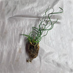Chalily Corkscrew Rush, a Great Live Pond Plant for Your Water Garden. Filters The koi and Goldfish Pond. Good for Bogs, Plant Shelf or Shallow Water This marginal Aquatic is a Real Beauty