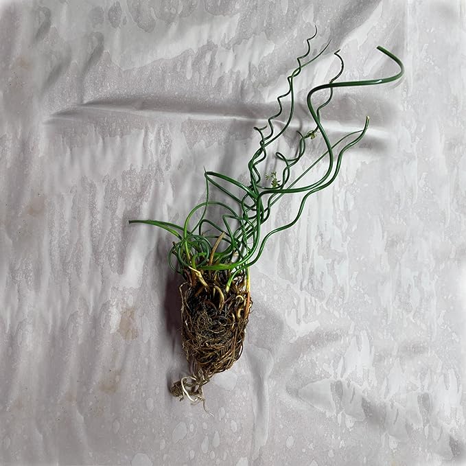 Chalily Corkscrew Rush, a Great Live Pond Plant for Your Water Garden. Filters The koi and Goldfish Pond. Good for Bogs, Plant Shelf or Shallow Water This marginal Aquatic is a Real Beauty