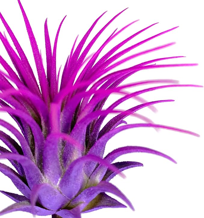 Rainbow Tillandsia Air Plant, Tillandsia Air Plant, Airplant, Air Purification, House Plant, Home Decor & Gift, Live Plant, Healthy Arrival Guarantee (Purple/Pink)