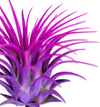 Rainbow Tillandsia Air Plant, Tillandsia Air Plant, Airplant, Air Purification, House Plant, Home Decor & Gift, Live Plant, Healthy Arrival Guarantee (Purple/Pink)