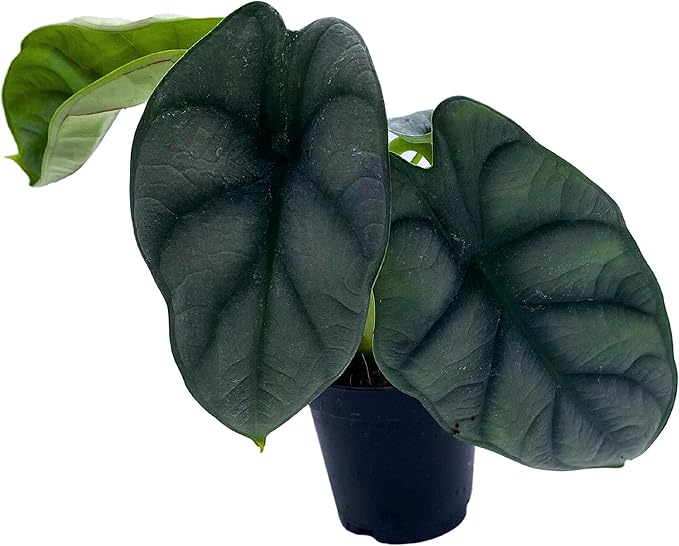 BubbleBlooms Alocasia Silver Dragon, Alocasia Baginda, Jewel Alocasia, Elephant Ear Silver Dragon in 2 inch Pot