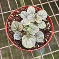Peperomia Pink Lady Live Plant | Variegated Starter House Plants | Rare Houseplant Gifts | Indoor Outdoor Houseplants | Tropical Garden Gift (Heat Pack Included)
