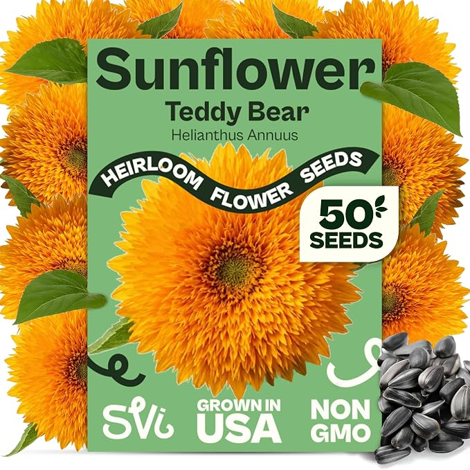 SVI 50 Teddy Bear Sunflower Seeds (Helianthus annuus) – Dwarf Teddy Bear Sunflower Seed Packets – Annual Cut Flower Seeds for Outdoor Garden & Indoor Garden, Containers, Patios, Flower Beds