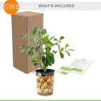 Garden State Bulb Meyer Lemon Tree, Citrus Live Plant (1 Gallon Growers Pot) Cannot Ship FL, AZ, CA, TX, LA
