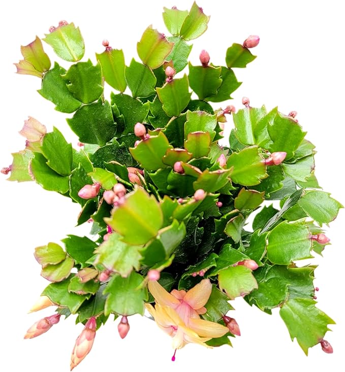 Thanksgiving Cactus, Peach Seasonal Blooms, Live Indoor Plant, Flowering Houseplant, Christmas Cactus, 6-Inch Pot, Holiday Decor, Pet Safe, Free Heat Pack