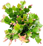 Thanksgiving Cactus, Peach Seasonal Blooms, Live Indoor Plant, Flowering Houseplant, Christmas Cactus, 6-Inch Pot, Holiday Decor, Pet Safe, Free Heat Pack