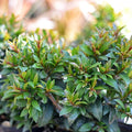 Eugenia globulus – Live Starter Plant | Rare Tropical Evergreen Shrub