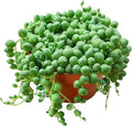 String of Pearls Live Succulent Plant (4-inch), Fully Rooted Trailing Houseplant for Hanging Baskets, Low Maintenance Home & Office Decor, Ideal Gift for Plant Lovers
