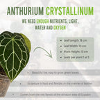 LEAL PLANTS ECUADOR Anthurium Crystallinum| Green Live House Plant for Indoors|Rare and Exotic Indoor Plants for Living Room|Anthuriums Live Plants |Crystallinum House Plant