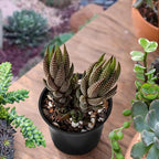 Sprout N Green Haworthia coarctata VAR. adelaidensis, Rare Live Succulent Plant Fully Rooted in 2inch Starter Pot, Home Office Indoor Outdoor Wedding Decoration DIY Projects Party Favor