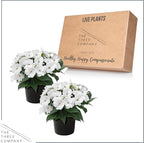 Live Flowering Sunpatiens - White (2 Plants Per Pack), Beautiful Annual Summer Color, 10" Tall by 6" Wide in 1 Quart Pot