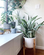 RedCrocus Sayuri's Snake Plant Sansevieria- Indoor Air Purifying Plant for Low Light Spaces 6" Pot