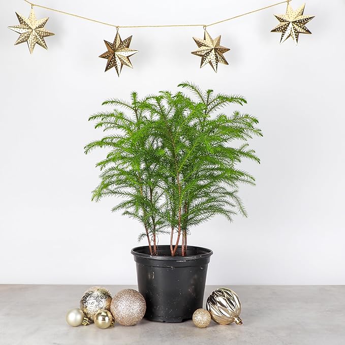 Thorsen's Greenhouse Live Norfolk Island Pine Plant, Christmas Greenery Gift or Decor, Air Purifying Premium Indoor Houseplant, Mature 4" Diameter Pot (Nursery Pot, 6-inch Pot)