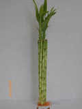 10 Stalk of 18" Straight Lucky Bamboo