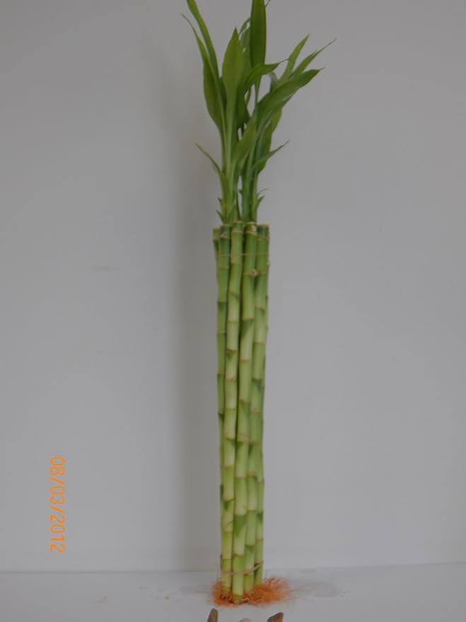 10 Stalk of 18" Straight Lucky Bamboo