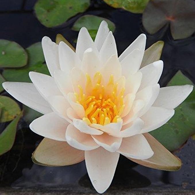 Chalily Water Lily Aquatic Plants Live Lilies Real Small or Big Pond Plant Lilly Ponds Cold Hardy Pads Grow waterlillies Flowering rhizomes Outdoor lilys Waterlily Lillies pre Grown lillys pad White