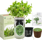 Hydroponic Herb Growing Kit, Self-Watering Mason Jar Herb Garden Starter Kit Indoor, Windowsill Herbs Garden, Grow Your Own Herbs from Organic Seeds (Thai Basil)